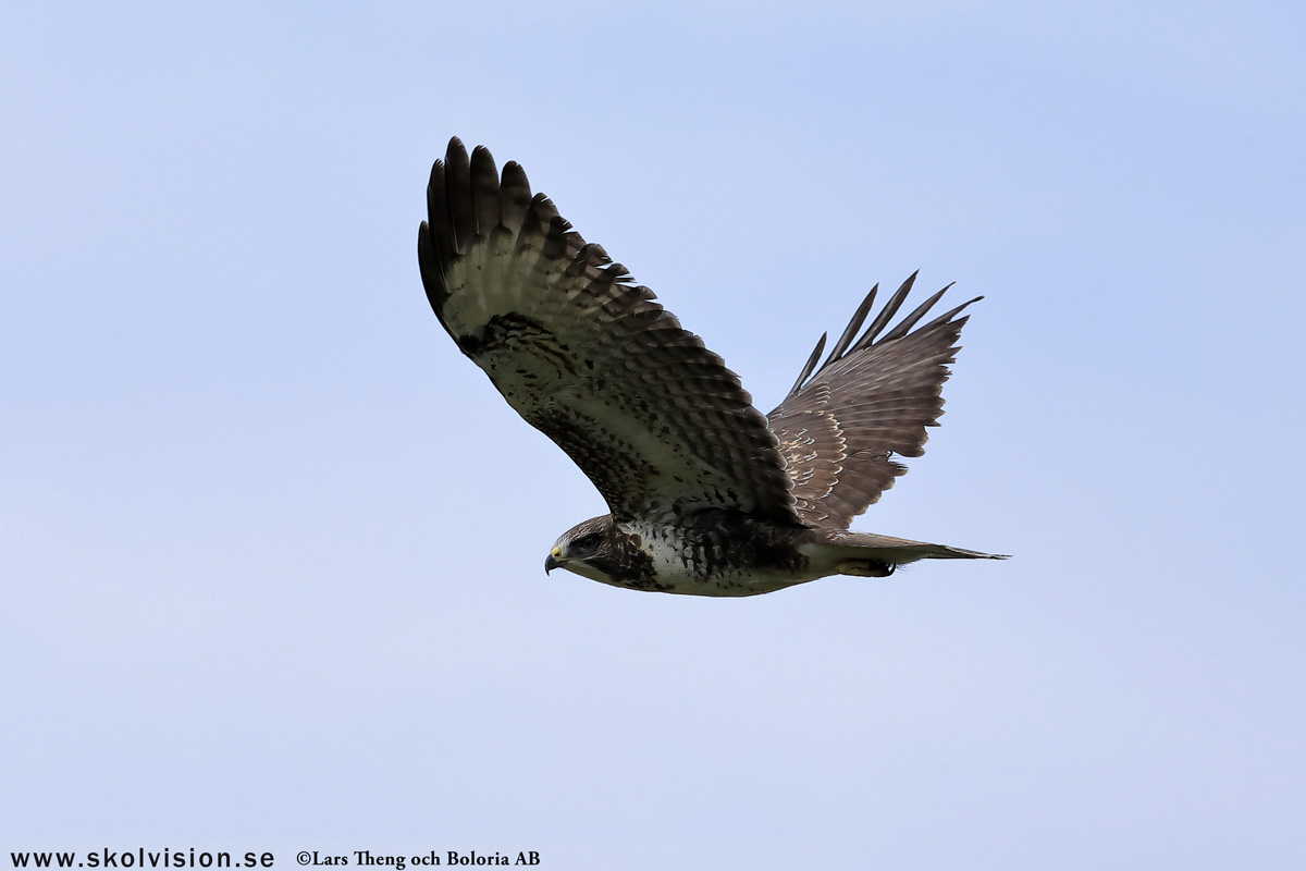 Ladusvala, Hirundo rustica